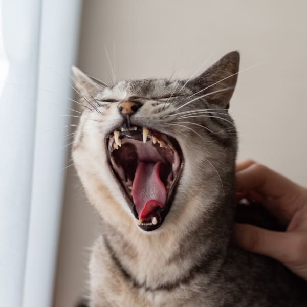 Dental Care at Riverbank Animal Hospital