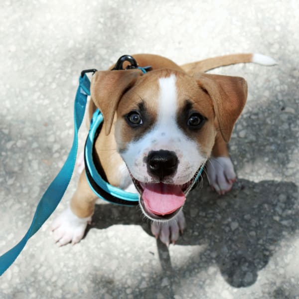 Surgical Care at Riverbank Animal Hospital