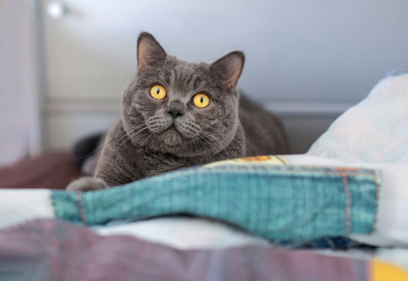 Pet Maintenance & Care at Riverbank pet hospital