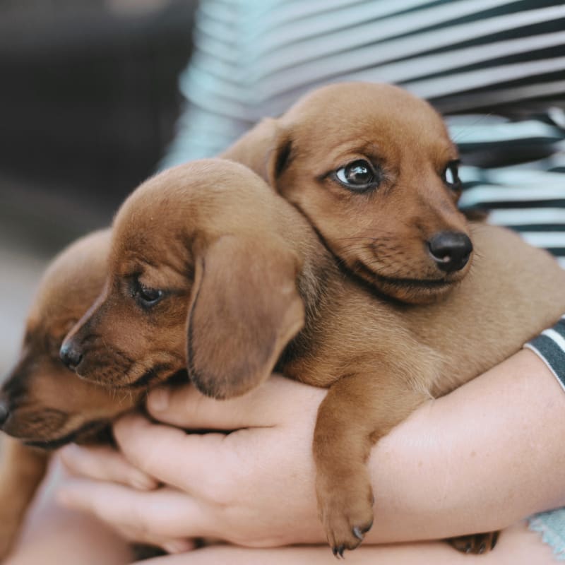 Puppies & Kittens, Riverbank Veterinarians