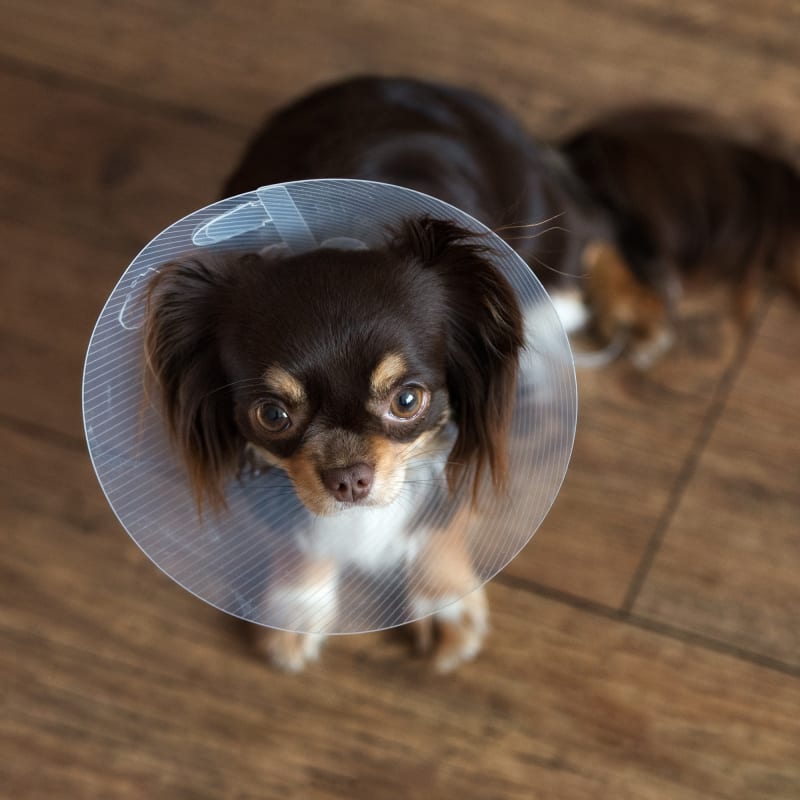 Veterinary Surgery in Riverbank Vet